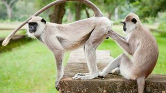 Wann findet eine Frau Analsex wirklich geil?