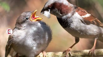 Feeding