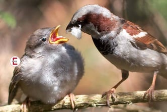 Feeding