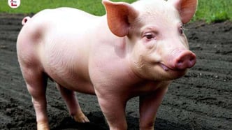 Wozu ein Schwein kaufen, wenn man nur die Wurst braucht?