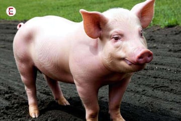 Wozu ein Schwein kaufen, wenn man nur die Wurst braucht?