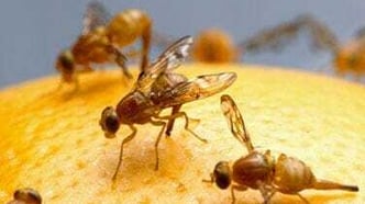 Der Samenerguss männlicher Fruchtfliegen