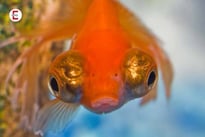 Goldfisch-Sex