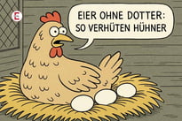 Eier ohne Dotter: So verhüten Hühner!