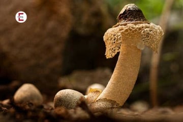 Phallus
