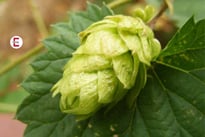 Anaphrodisiakum