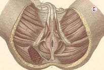Perineum