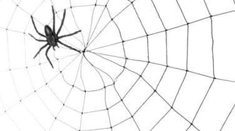 Der Erstkontakt: Eine Fliege im Spinnennetz?