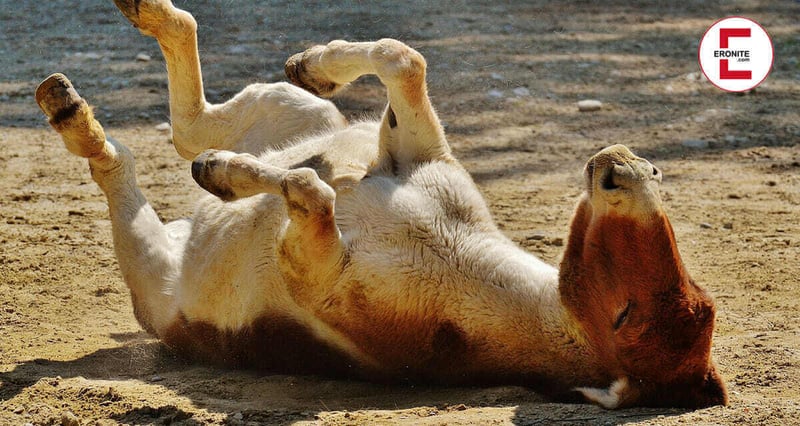 Mann vergewaltigt Esel im "Eselnest" – Anzeige ist raus!