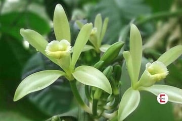 vanillasex erotiklexikon vanilla sex eronite sexlexikon