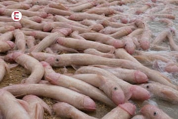 Tausende Penisfische stranden nach schwerem Sturm