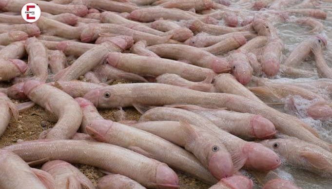 Tausende Penisfische stranden nach schwerem Sturm