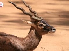 Die Antilope: eine Intensive Sexstellung für Erfahrene