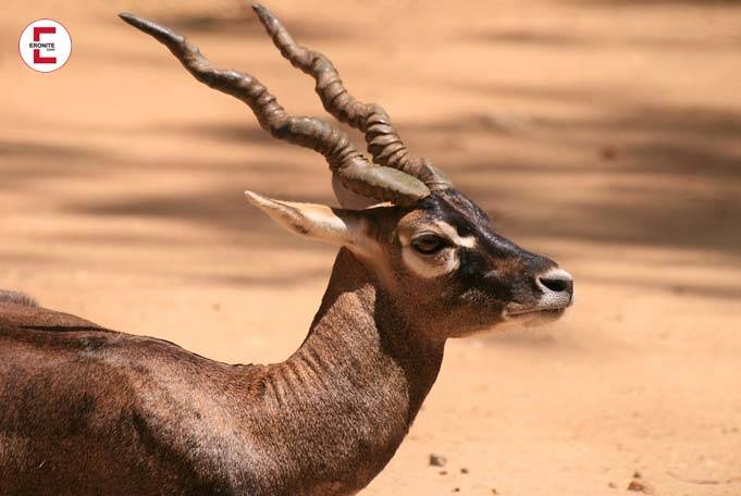 Die Antilope: eine Intensive Sexstellung für Erfahrene