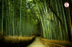 La división del bambú: la mejor posición sexual para los misioneros