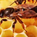 Wissenschaftliche Sensation: Honig aus Bienensperma gewonnen