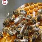 Wissenschaftliche Sensation: Honig aus Bienensperma gewonnen