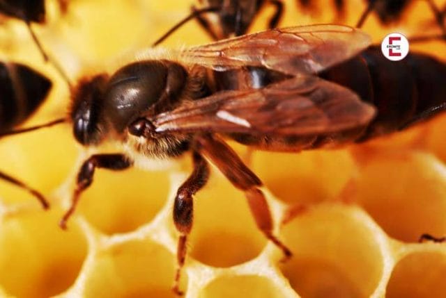 Wissenschaftliche Sensation: Honig aus Bienensperma gewonnen
