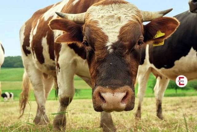 Bull Bull
