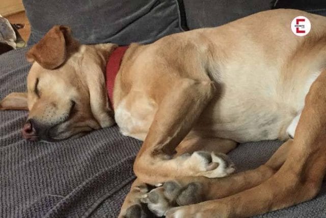 Fauler Hund Fauler Hund