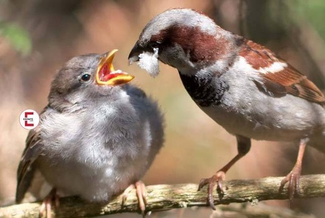 Feeding Feeding