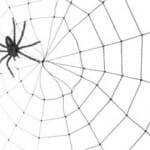 Der Erstkontakt: Eine Fliege im Spinnennetz?