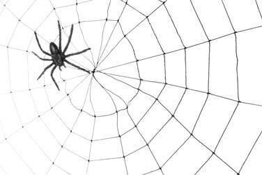 Der Erstkontakt: Eine Fliege im Spinnennetz? Der Erstkontakt: Eine Fliege im Spinnennetz?