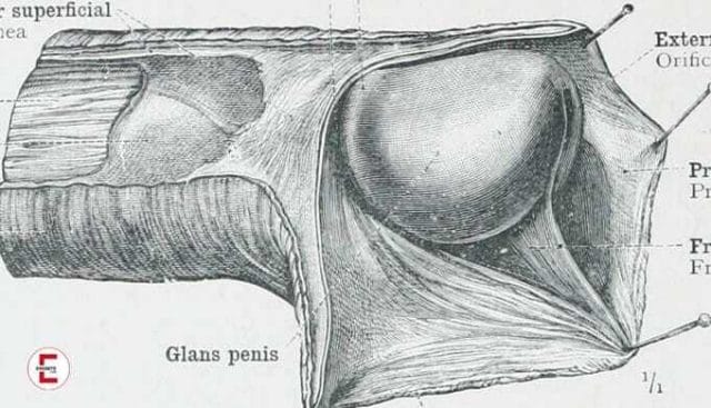 Popular sex practice: licking the frenulum until orgasm
