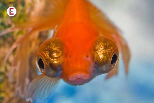 Goldfisch-Sex Goldfisch-Sex