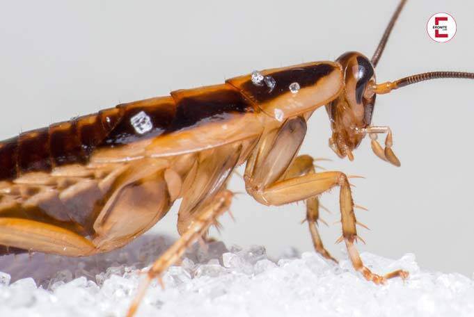 Unglaublicher medizinischer Fall: Kakerlake in der Vagina einer Frau entdeckt