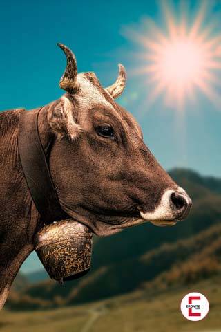 El rebaño: Una vaca teniendo sexo es un problema