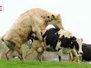 The Herd: A cow having sex is trouble