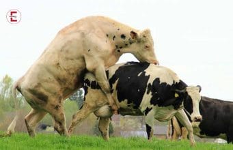 El rebaño: Una vaca teniendo sexo es un problema
