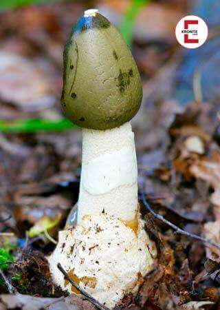 Wie viele Erektionen pro Tag hat ein Mann? Wie viele Erektionen pro Tag hat ein Mann?