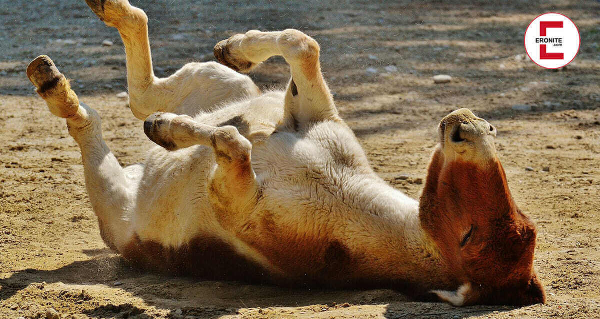Mann vergewaltigt Esel im “Eselnest” – Anzeige ist raus! Mann vergewaltigt Esel im "Eselnest" – Anzeige ist raus!