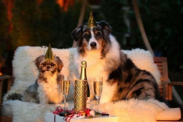 Vorteil Hund: Dessen Penis bleibt stecken! Vorteil Hund: Dessen Penis bleibt stecken!