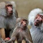 Gegen Affenpocken: Der Ritzenschutz mit Lauterbach-Filter