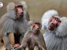 Gegen Affenpocken: Der Ritzenschutz mit Lauterbach-Filter