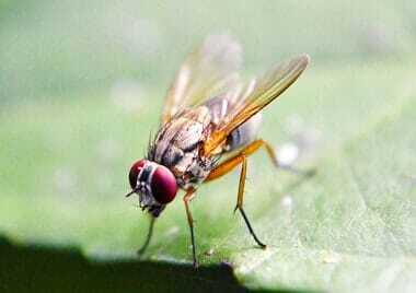 La eyaculación de las moscas de la fruta macho - la mayor felicidad de amor