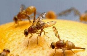 The ejaculation of male fruit flies