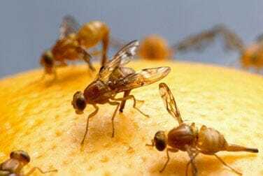 La eyaculación de los machos de la mosca de la fruta