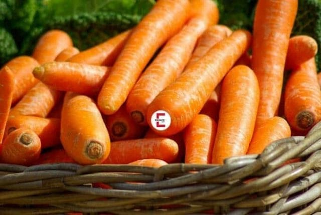 The Fetish Encyclopedia: What is Sitophilia? The Fetish Encyclopedia: What is Sitophilia?