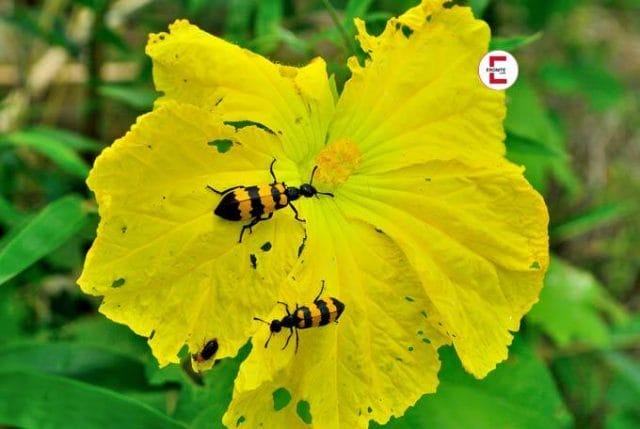 Spanische Fliege Spanische Fliege