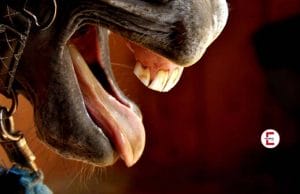 Inquiry: Do animals also have oral sex?