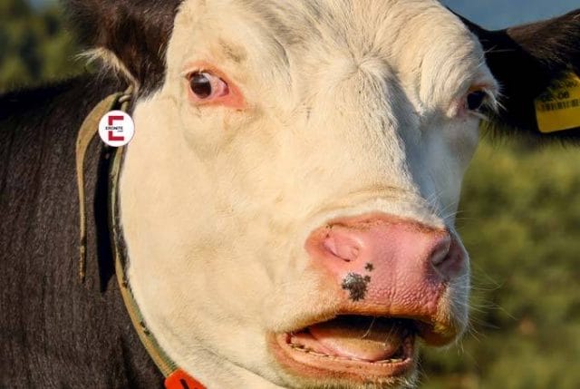 Animalische Sexgeschichte: Eine tierische Angelegenheit Animalische Sexgeschichte: Eine tierische Angelegenheit